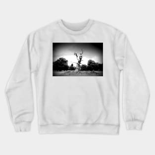 Old Tree Westonbirt Arboretum Cotswolds England Crewneck Sweatshirt